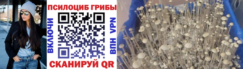 Купить  Мичуринск  Галлюциногенные грибы мухоморы 